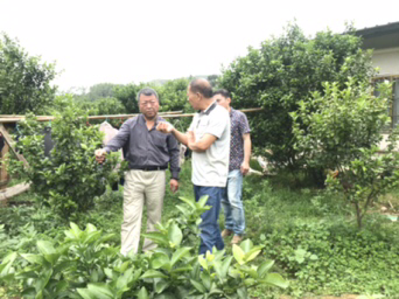 沙糖桔，生态沙糖桔，200元认种桔子树