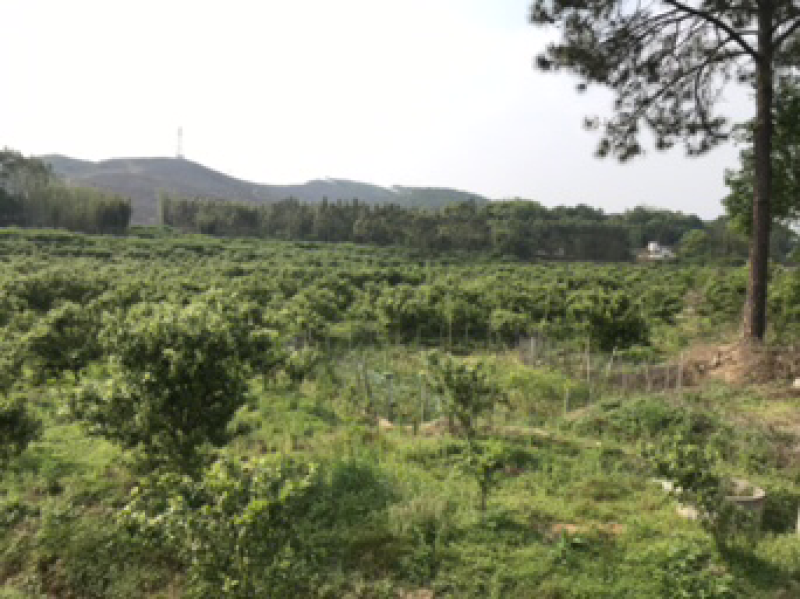 沙糖桔，生态沙糖桔，200元认种桔子树