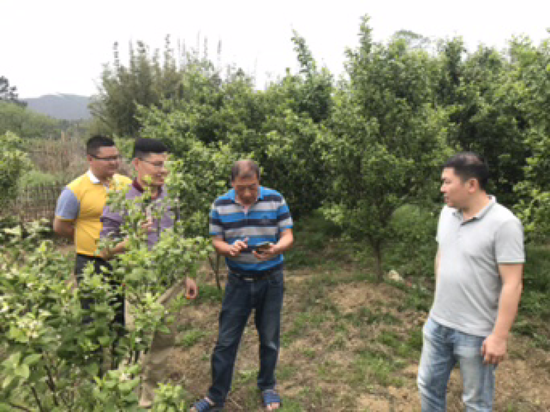 沙糖桔，生态沙糖桔，200元认种桔子树