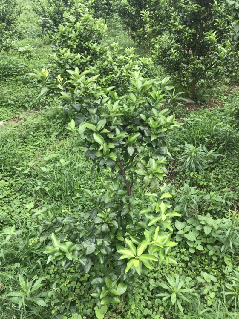 沙糖桔，生态沙糖桔，200元认种桔子树
