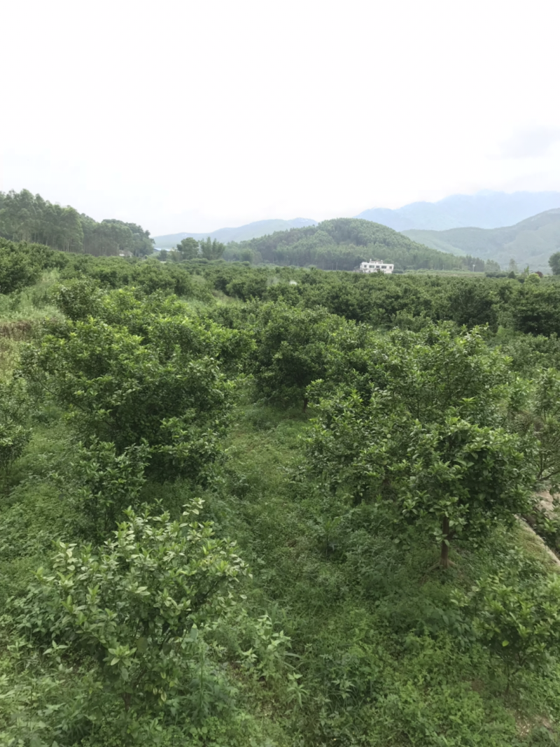 沙糖桔，生态沙糖桔，200元认种桔子树