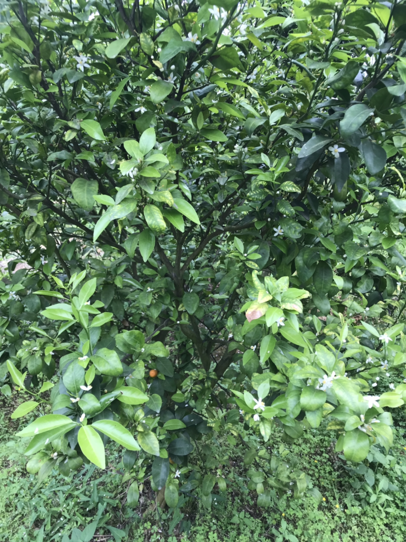 沙糖桔，生态沙糖桔，200元认种桔子树