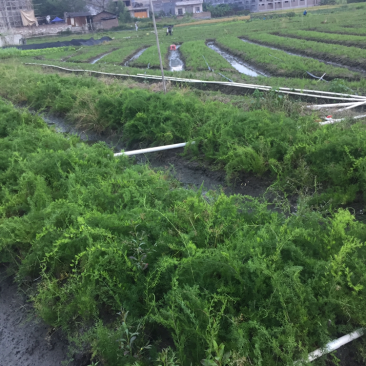 良种天冬苗