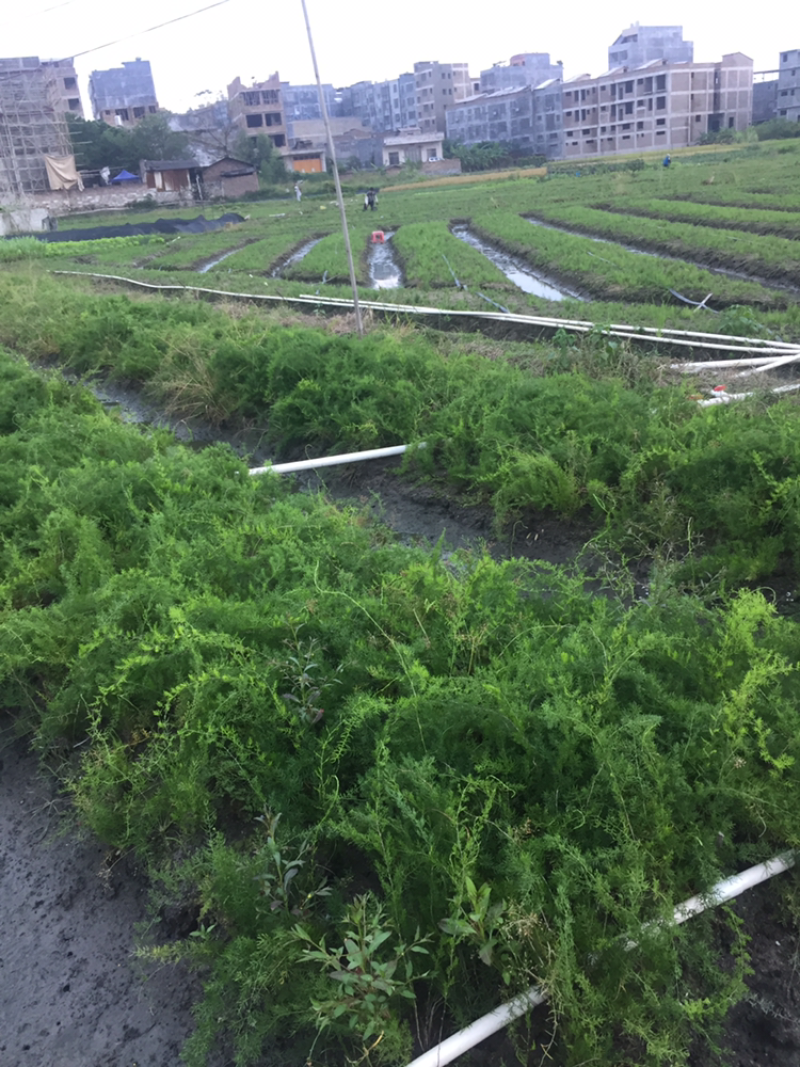 良种天冬苗