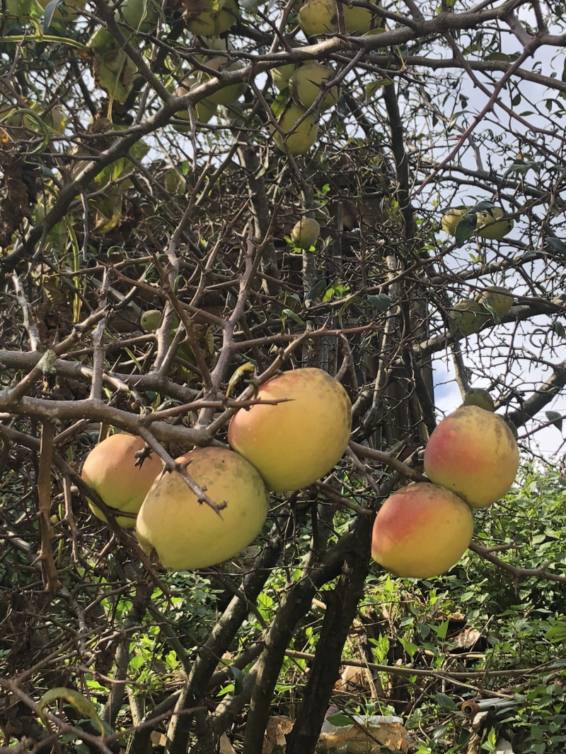 云南酸木瓜，临沧酸木瓜