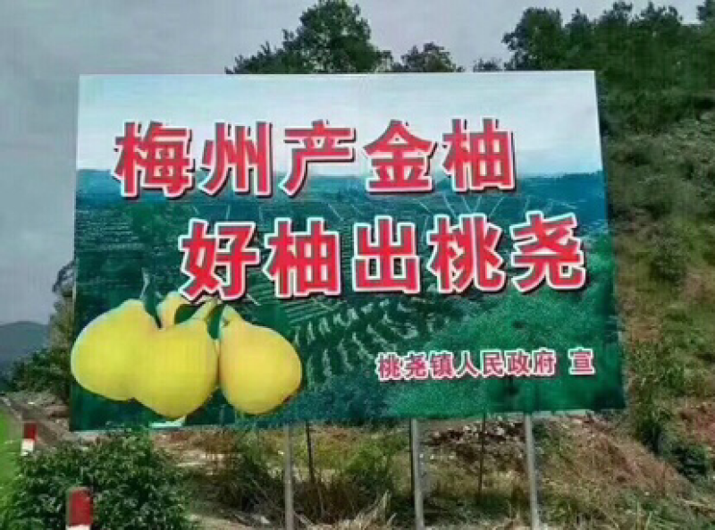 梅县桃尧沙田柚上市，自种果园直销，欢迎订购