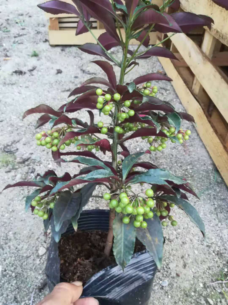 富贵籽黄金万两一树上挂果非常多，黄金万两的意义非凡