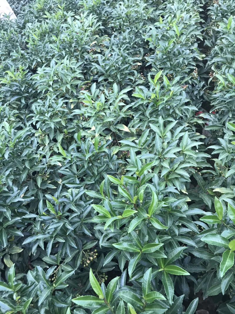 富贵籽黄金万两一树上挂果非常多，黄金万两的意义非凡