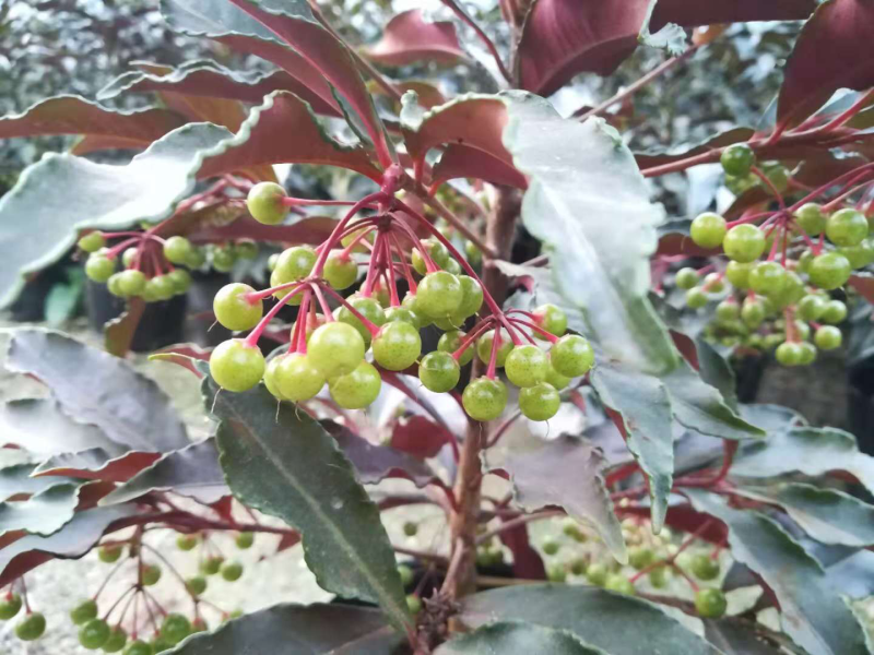 富贵籽黄金万两一树上挂果非常多，黄金万两的意义非凡