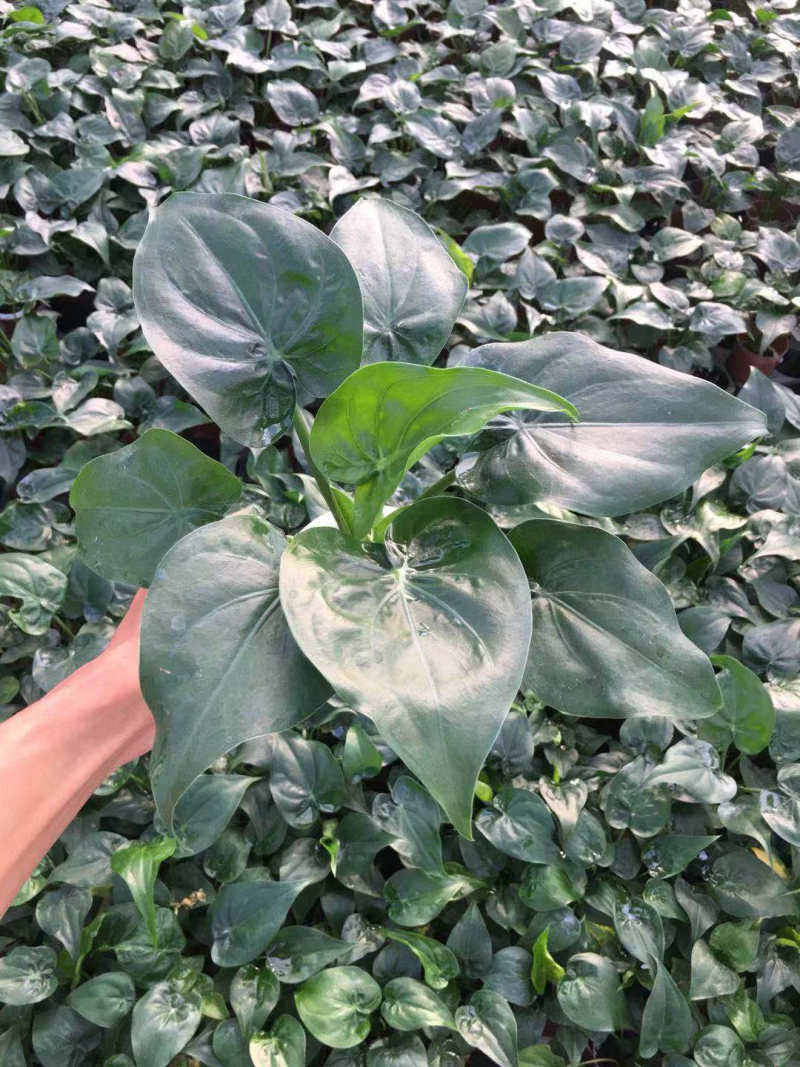 水培滴水观音