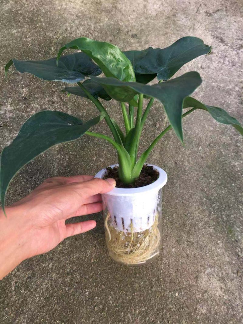 水培滴水观音