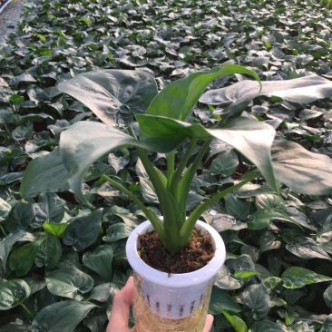 水培滴水观音