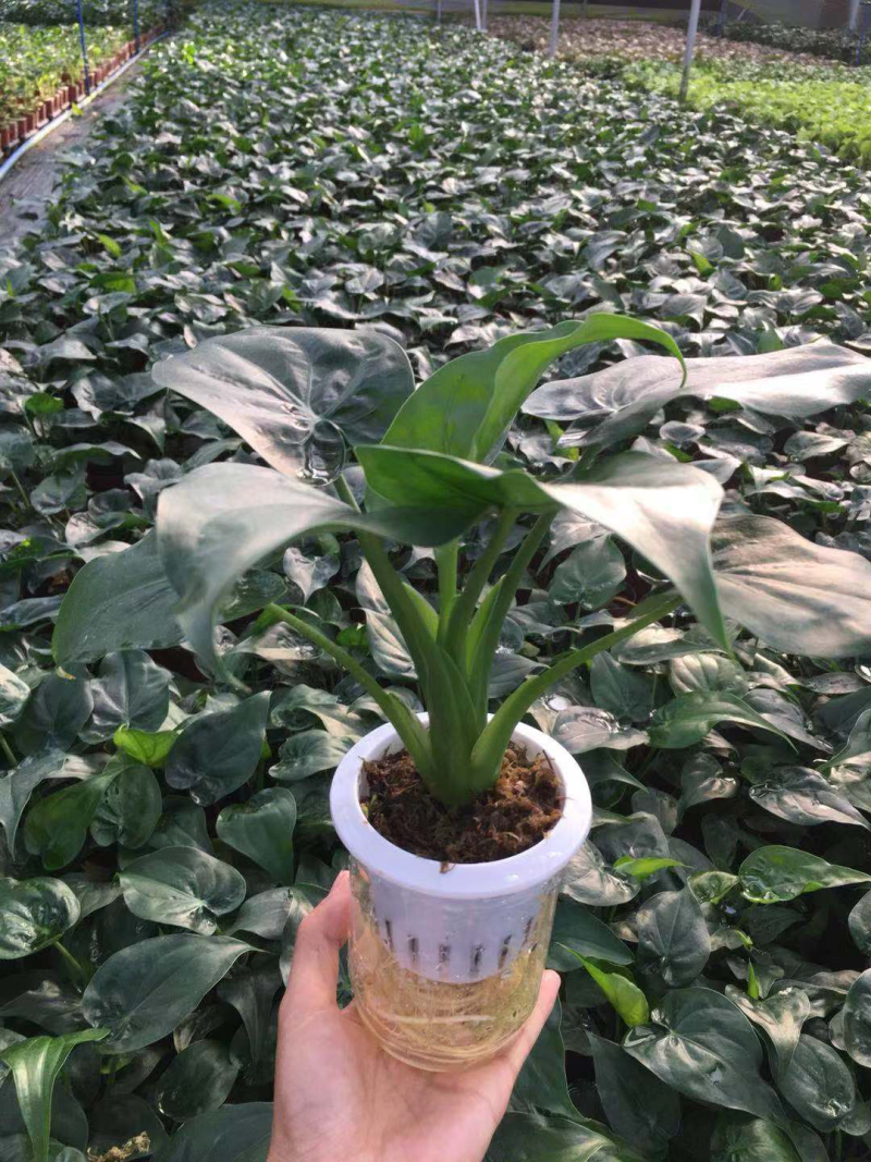 水培滴水观音