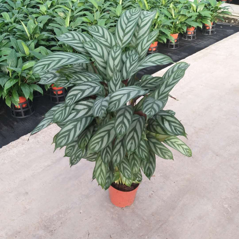 新飞羽竹芋