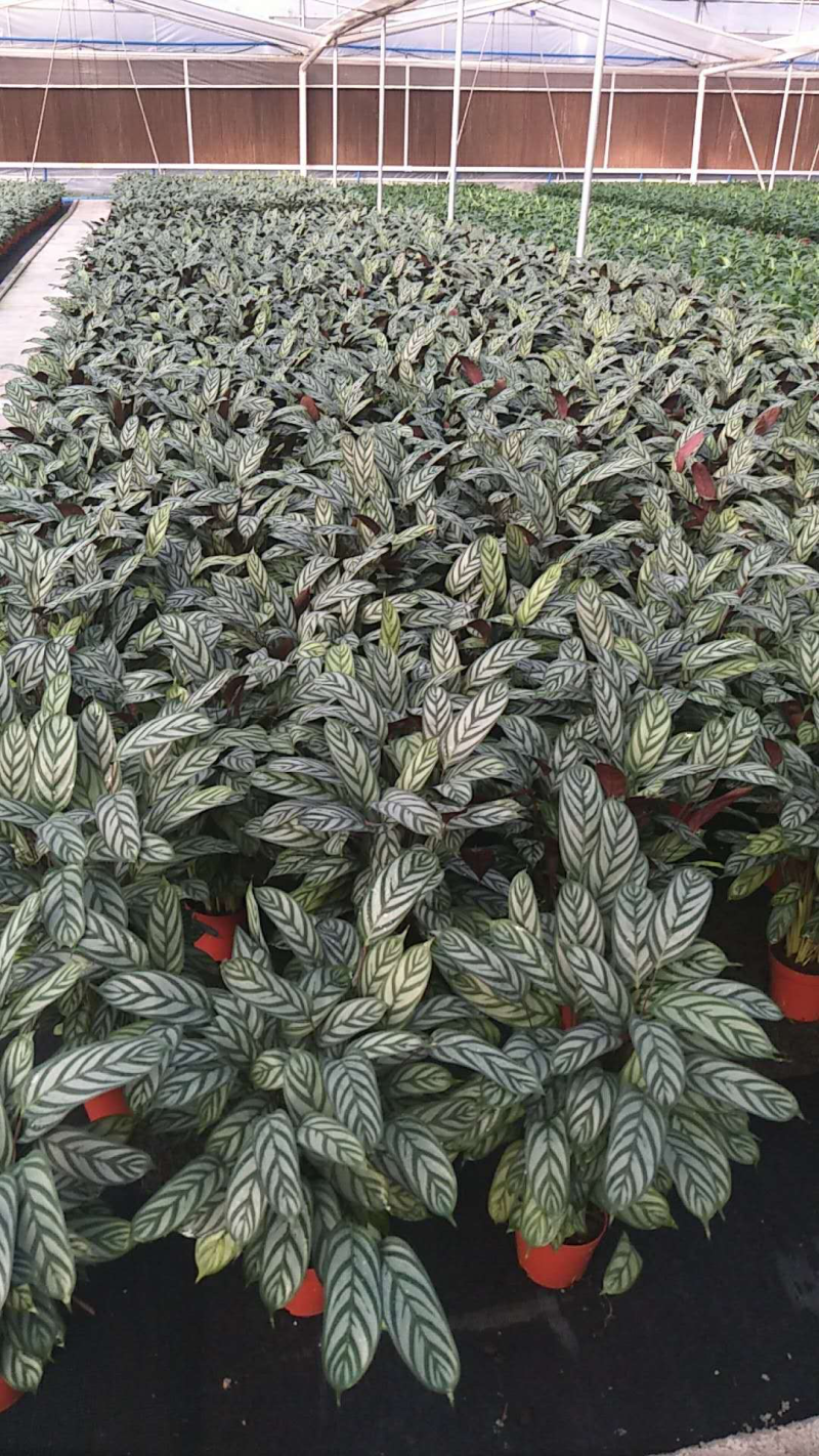 新飞羽竹芋