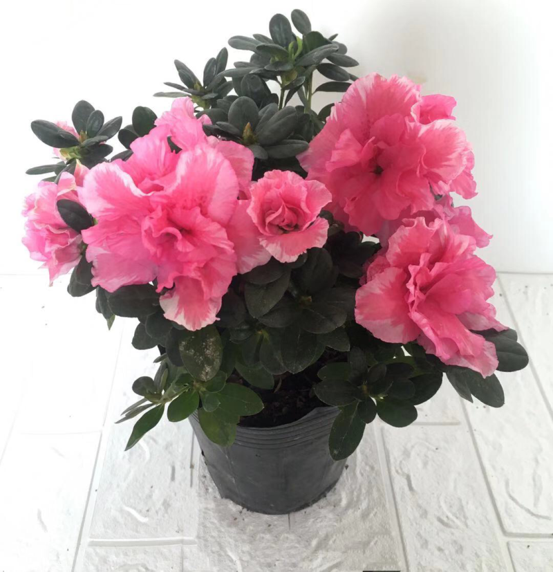 杜鹃，茶花，蟹爪兰，常春藤，君子兰等基地直销。