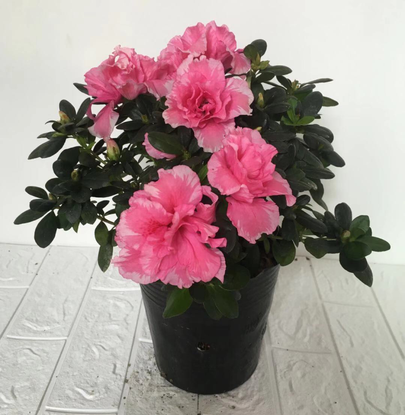 杜鹃，茶花，蟹爪兰，常春藤，君子兰等基地直销。