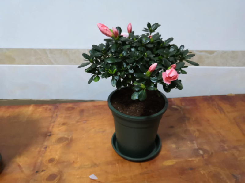 杜鹃，茶花，蟹爪兰，常春藤，君子兰等基地直销。