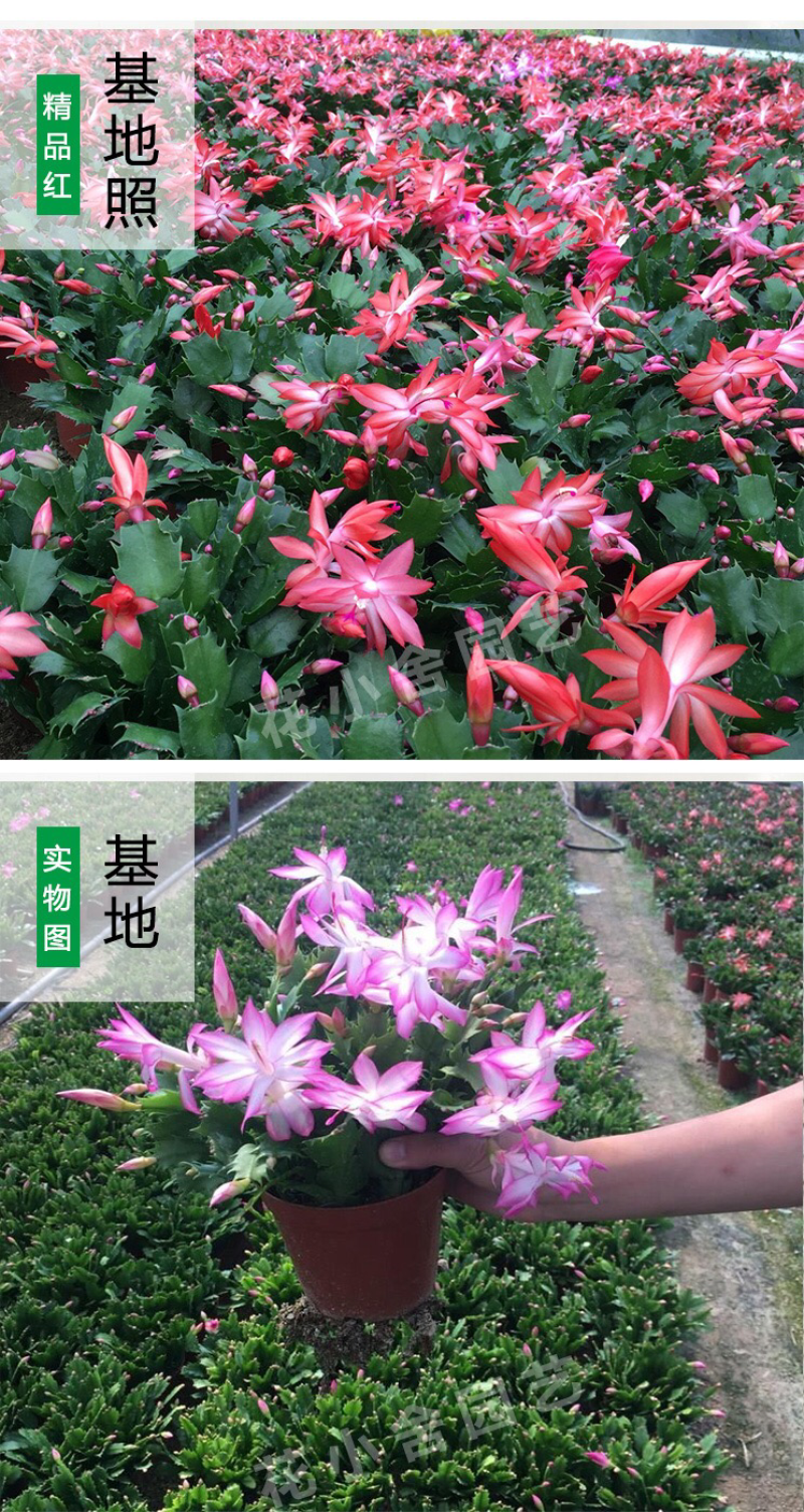 杜鹃，茶花，蟹爪兰，常春藤，君子兰等基地直销。