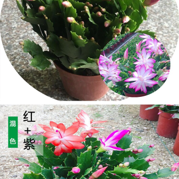 杜鹃，茶花，蟹爪兰，常春藤，君子兰等基地直销。