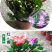 杜鹃，茶花，蟹爪兰，常春藤，君子兰等基地直销。