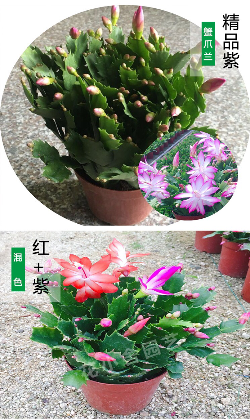 杜鹃，茶花，蟹爪兰，常春藤，君子兰等基地直销。