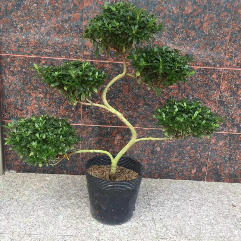 杜鹃，茶花，蟹爪兰，常春藤，君子兰等基地直销。
