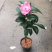 杜鹃，茶花，蟹爪兰，常春藤，君子兰等基地直销。
