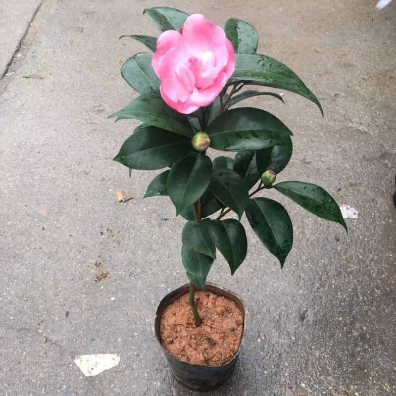 杜鹃，茶花，蟹爪兰，常春藤，君子兰等基地直销。