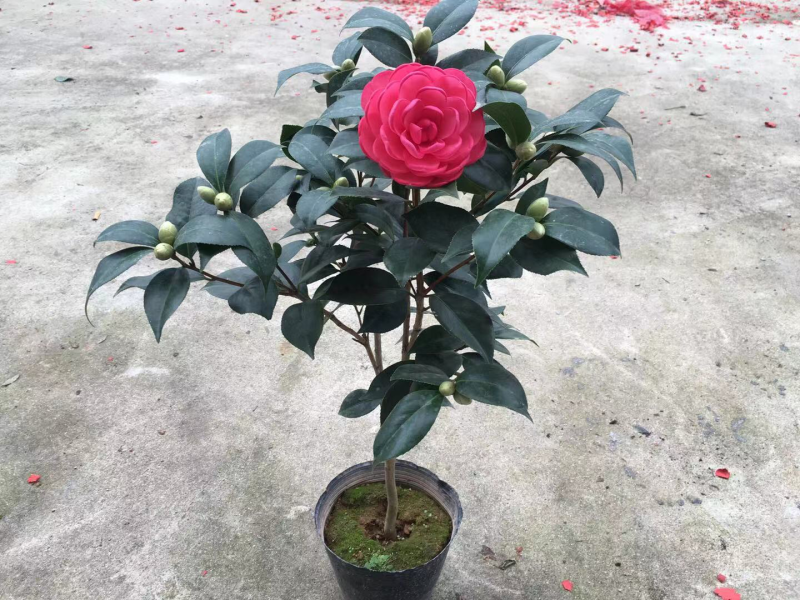 杜鹃，茶花，蟹爪兰，常春藤，君子兰等基地直销。