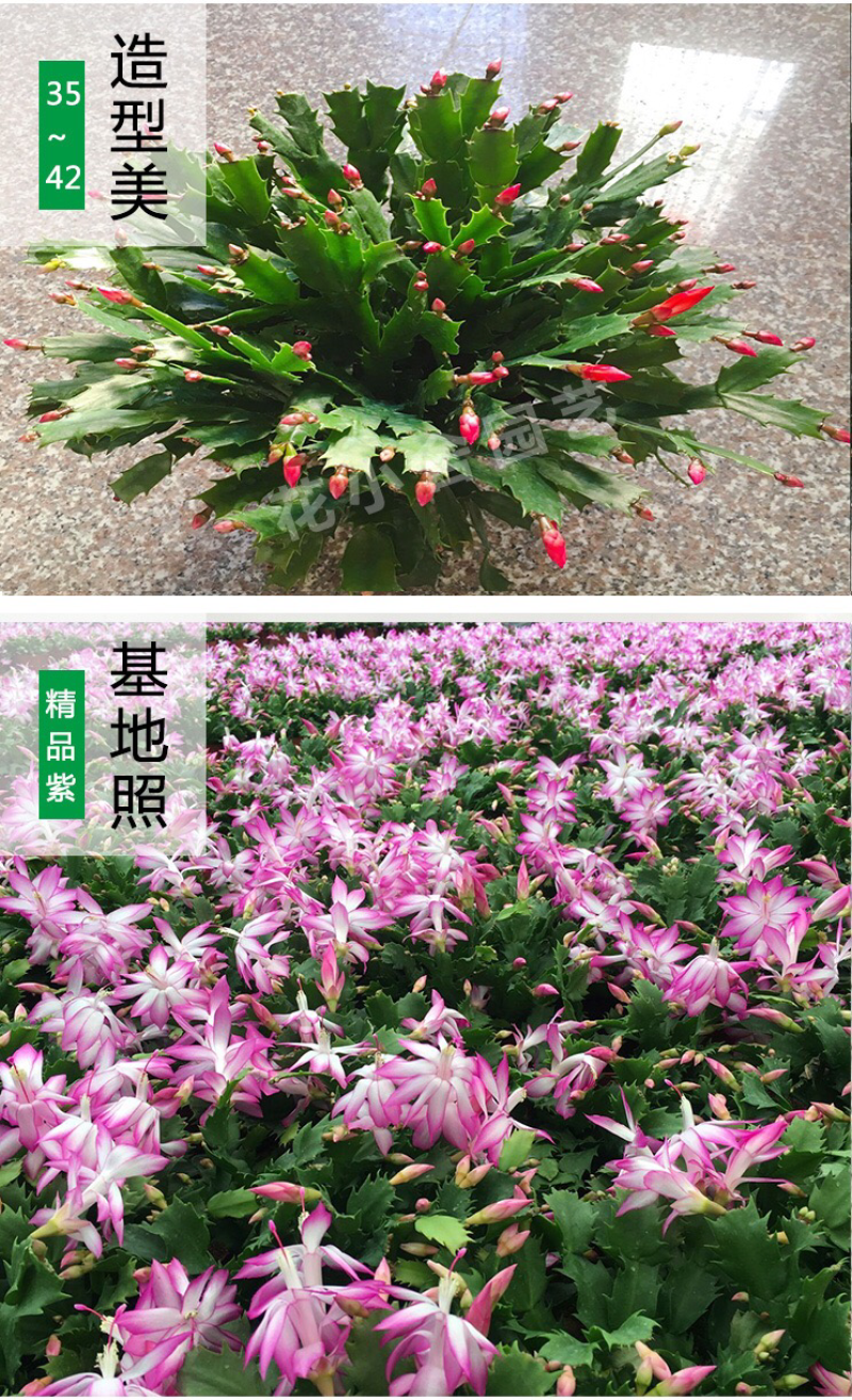 杜鹃，茶花，蟹爪兰，常春藤，君子兰等基地直销。
