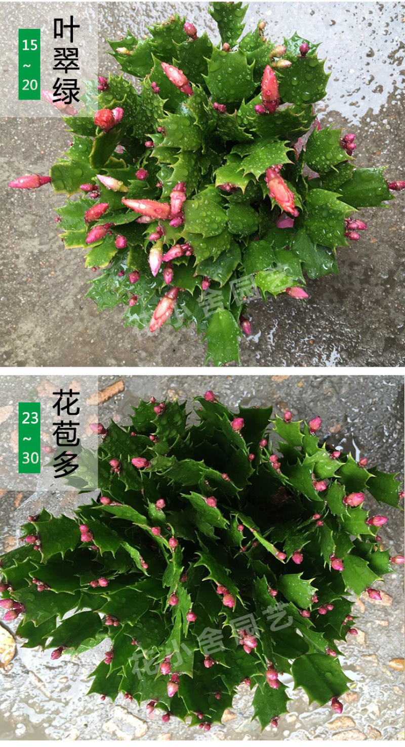 杜鹃，茶花，蟹爪兰，常春藤，君子兰等基地直销。