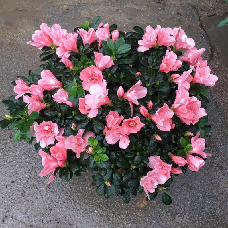 杜鹃，茶花，蟹爪兰，常春藤，君子兰等基地直销。