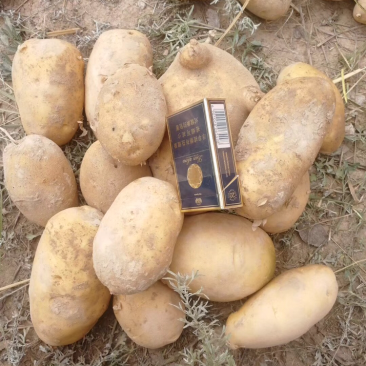 希森土豆光滑无虫眼不掉皮质量保证货源充足全国发货