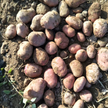 青九甘肃定西土豆质量好