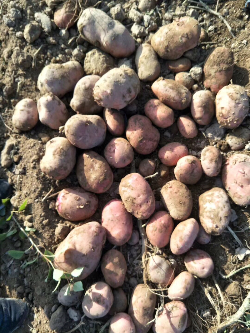 青九甘肃定西土豆质量好