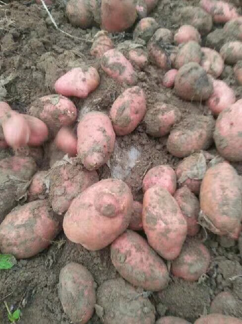 青九甘肃定西土豆质量好