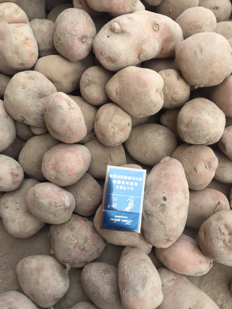 青九甘肃定西土豆质量好