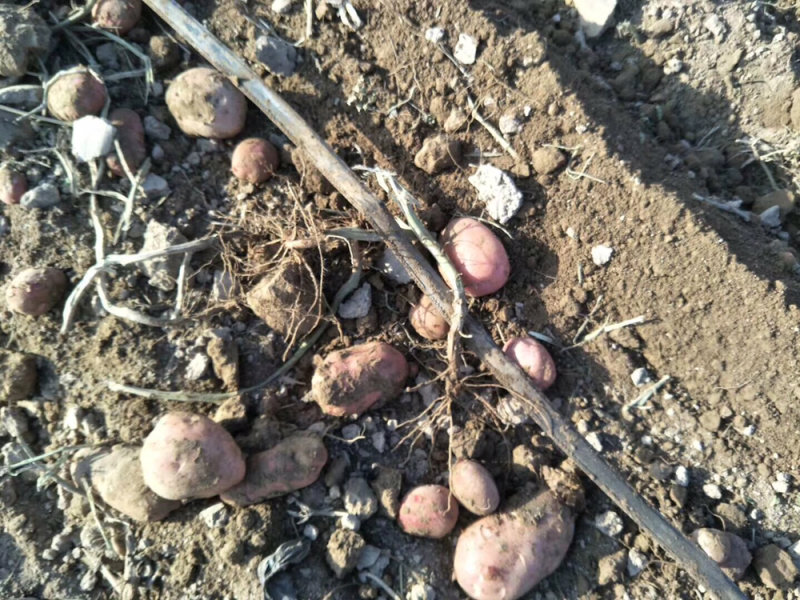 青九甘肃定西土豆质量好