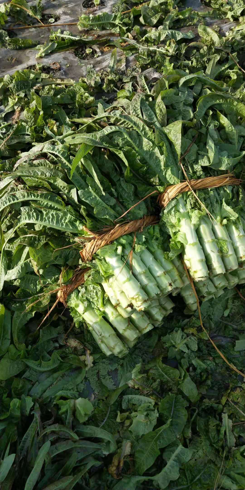 莴苣莴笋黑牛皮竹桶青三青二青红尖圆叶货