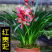 【兰花盆栽】浓香型兰花苗蕙兰墨兰建兰花卉盆栽绿植室内植物