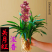 【兰花盆栽】浓香型兰花苗蕙兰墨兰建兰花卉盆栽绿植室内植物