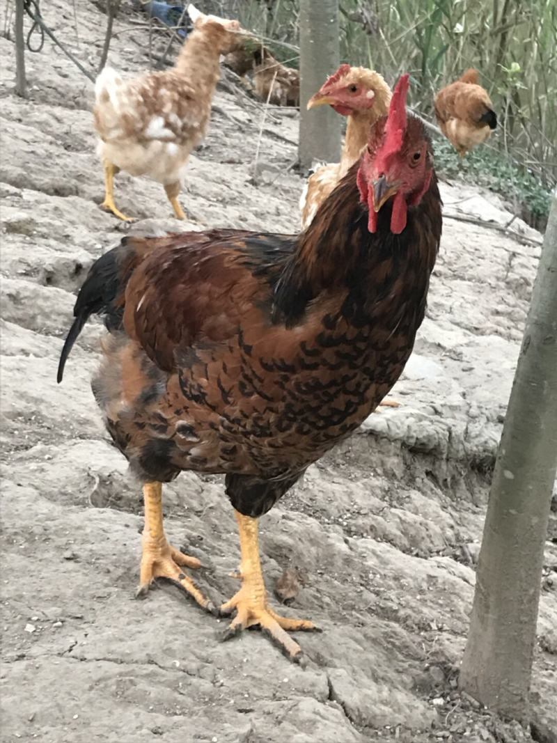 散养土鸡