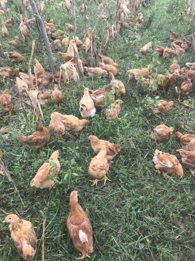 散养土鸡