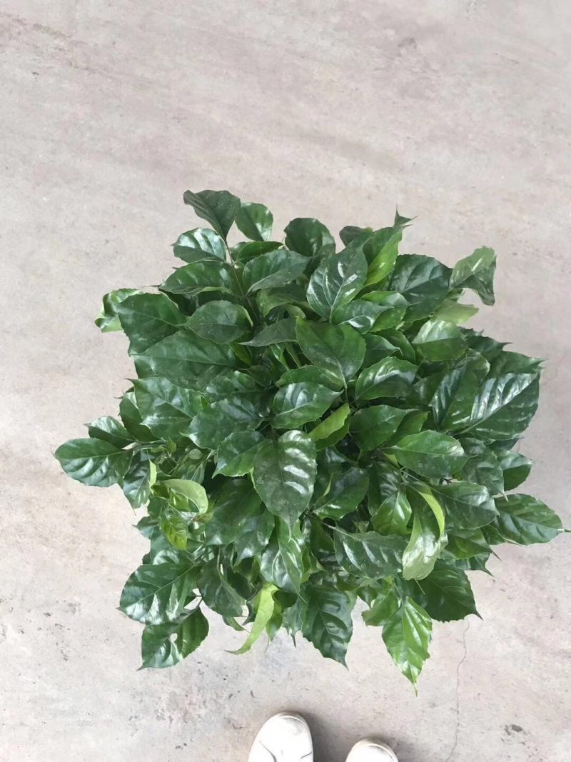 小盆栽230
