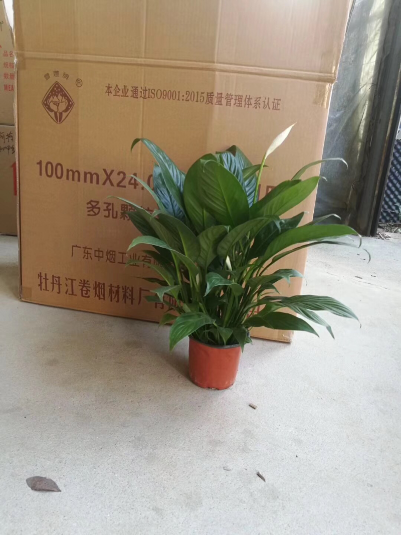 小盆栽-120美酒