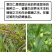薏仁米粒