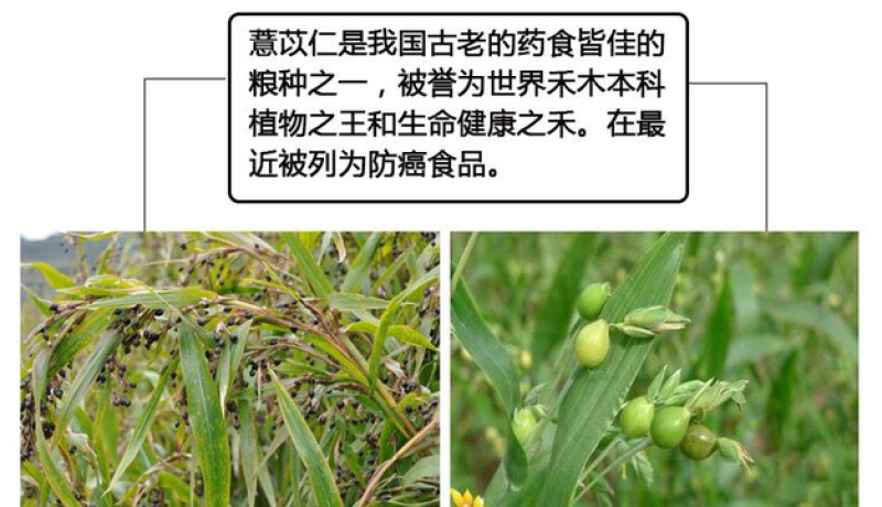 薏仁米粒