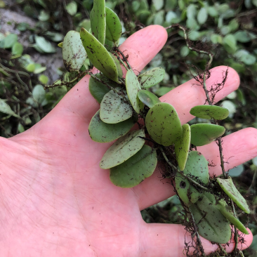 新鲜抱石莲石瓜子瓜子金鱼鳖草广西产地直发量大价优