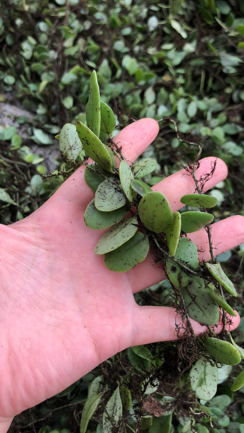 新鲜抱石莲石瓜子瓜子金鱼鳖草广西产地直发量大价优